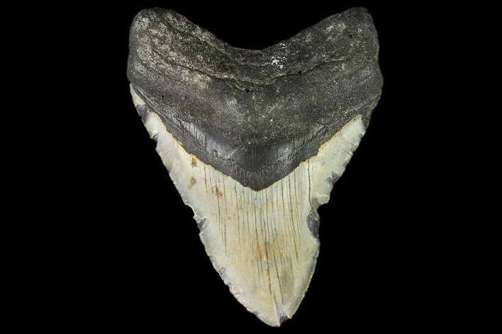 Bargain, Fossil Megalodon Tooth - North Carolina #108972